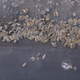 Walrus herd